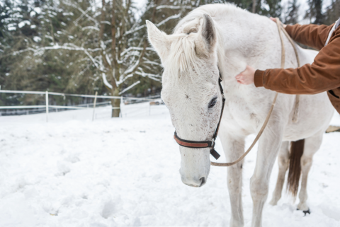 Horse in the snow